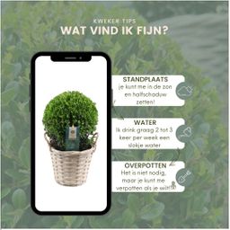 Plants by frank 2x Ilex crenata 'Jenny' bol in rietenmand | set van 2 stuks | 20 cm Ø diameter (8721001420360)