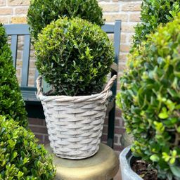 Plants by frank 2x Ilex crenata 'Jenny' bol in rietenmand | set van 2 stuks | 20 cm Ø diameter (8721001420360)