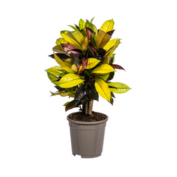 Codiaeum 'Croton' Iceton Ø17cm - ↕40 (4250308316730)