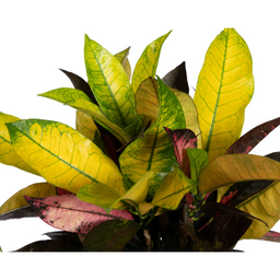 Codiaeum 'Croton' Iceton Ø17cm - ↕40 (4250308316730)
