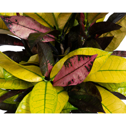 Codiaeum 'Croton' Iceton Ø17cm - ↕40 (4250308316730)