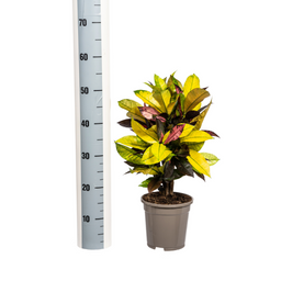 Codiaeum 'Croton' Iceton Ø17cm - ↕40 (4250308316730)