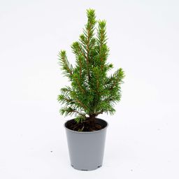 3x Mini-kerstboom - ↑15-20 cm - Ø 6 cm Picea Glauca Perfecta (8720872025360)