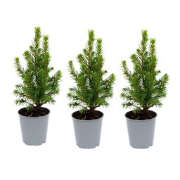 3x Mini-kerstboom - ↑15-20 cm - Ø 6 cm Picea Glauca Perfecta (8720872025360)