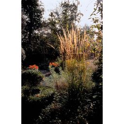 Garden basics 12x Calamagrostis acut. 'Karl Foerster' - ↕10-25cm - Ø9cm (47620)