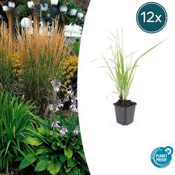 Garden basics 12x Calamagrostis acut. 'Karl Foerster' - ↕10-25cm - Ø9cm (47620)