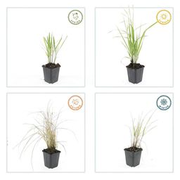 Garden basics 12x Calamagrostis acut. 'Karl Foerster' - ↕10-25cm - Ø9cm (47620)
