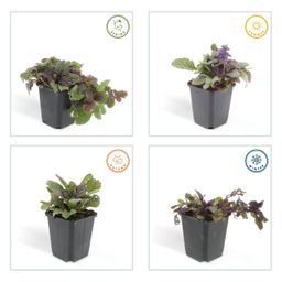 Garden basics 60x Ajuga reptans 'Burgundy Glow' - ↕10-25cm - Ø9cm (47573)