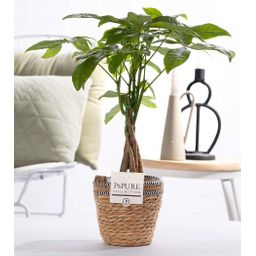 Pachira Aquatica In P&PURE Basket (53375)
