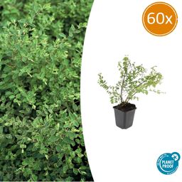 Garden basics 60x Symphoricarpos ch. 'Hancock' - ↕10-25cm - Ø9cm (48004)