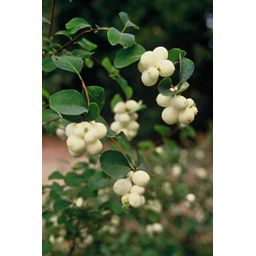 Garden basics 60x Symphoricarpos ch. 'Hancock' - ↕10-25cm - Ø9cm (48004)