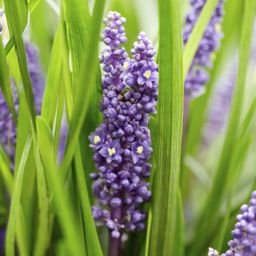 Garden basics 6x Liriope muscari 'Big Blue' - ↕10-25cm - Ø9cm (47891)