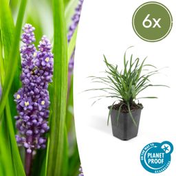 Garden basics 6x Liriope muscari 'Big Blue' - ↕10-25cm - Ø9cm (47891)