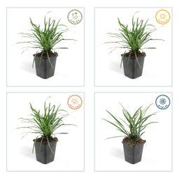 Garden basics 6x Liriope muscari 'Big Blue' - ↕10-25cm - Ø9cm (47891)