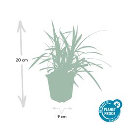 Garden basics 6x Carex morrowii 'Irish Green' - ↕10-25cm - Ø9cm (47646)