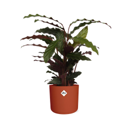 Calathea Rufibarba ‘Tropistar’ in ELHO b.for soft rond 14cm brique (21504)