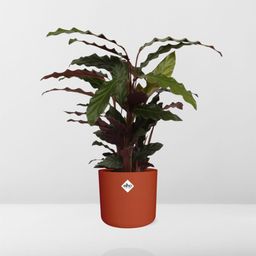Calathea Rufibarba ‘Tropistar’ in ELHO b.for soft rond 14cm brique (21504)