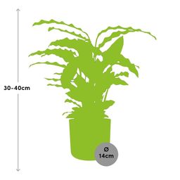 Calathea Rufibarba ‘Tropistar’ in ELHO b.for soft rond 14cm brique (21504)