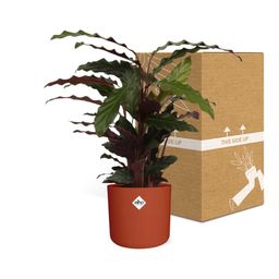 Calathea Rufibarba ‘Tropistar’ in ELHO b.for soft rond 14cm brique (21504)