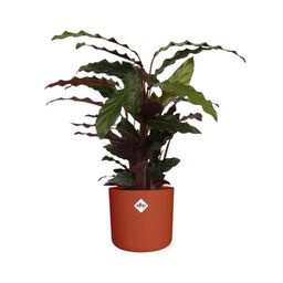 Calathea Rufibarba ‘Tropistar’ in ELHO b.for soft rond 14cm brique (21504)