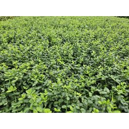 Garden basics 6x Euonymus fort. 'Minimus' - ↕10-25cm - Ø9cm (47713)