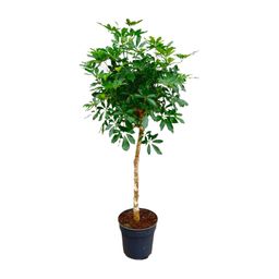 Schefflera op stam - 170cm - ø30 (8721055694007)