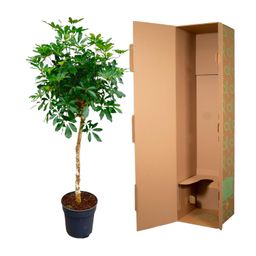Schefflera op stam - 170cm - ø30 (8721055694007)