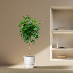 Schefflera op stam - 170cm - ø30 (8721055694007)