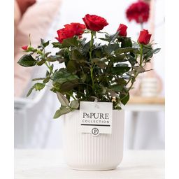 Rosa Red In P&PURE Sophie Ceramics White (53397)