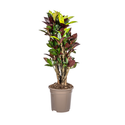 Codiaeum 'Croton' Iceton Ø21cm - ↕60 (4250308316648)