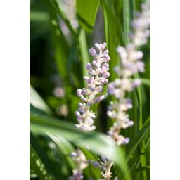 Garden basics 6x Liriope muscari 'Monroe White' - ↕10-25cm - Ø9cm (47906)