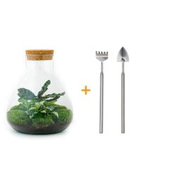 DIY terrarium - Sammie Calathea - Rake + Shovel (8720726958004)