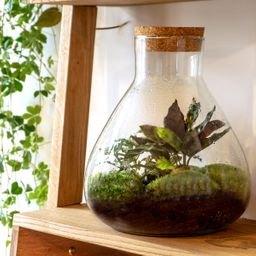 DIY terrarium - Sammie Calathea - Rake + Shovel (8720726958004)