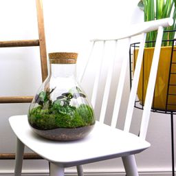 DIY terrarium - Sammie Calathea - Rake + Shovel (8720726958004)