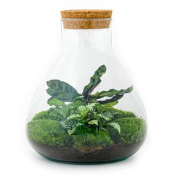 DIY terrarium - Sammie Calathea - Rake + Shovel (8720726958004)