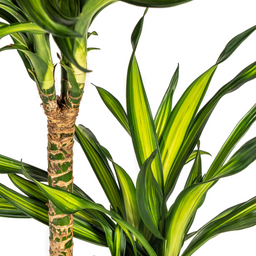 Dracaena Deremensis Rikki met mand Ø24cm - ↕130 (48773)