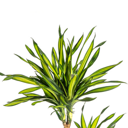 Dracaena Deremensis Rikki met mand Ø24cm - ↕130 (48773)
