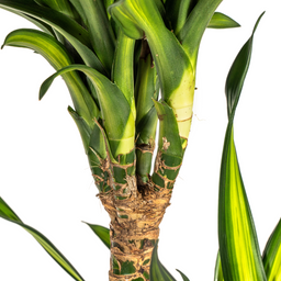Dracaena Deremensis Rikki met mand Ø24cm - ↕130 (48773)