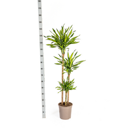Dracaena Deremensis Rikki met mand Ø24cm - ↕130 (48773)