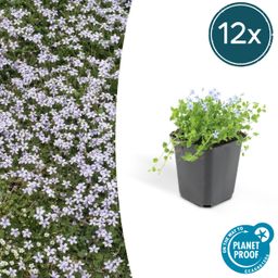 Garden basics 12x Isotoma fluviatilis - ↕10-25cm - Ø9cm (47862)