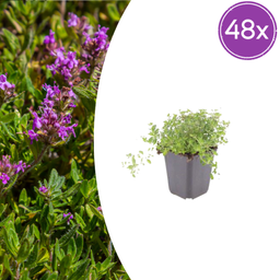 Garden basics 48x thymus serpyllum - ↕10-25cm - Ø9cm (54774)