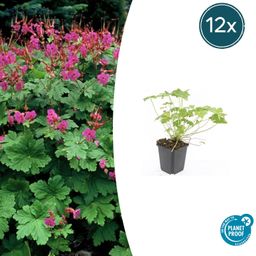 Garden basics 12x Geranium macr. 'Czakor' - ↕10-25cm - Ø9cm (47783)