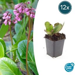 Garden basics 12x Bergenia cordifolia 'Herbstblüte' - ↕10-25cm - Ø9cm (47606)