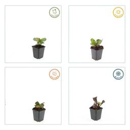 Garden basics 12x Bergenia cordifolia 'Herbstblüte' - ↕10-25cm - Ø9cm (47606)