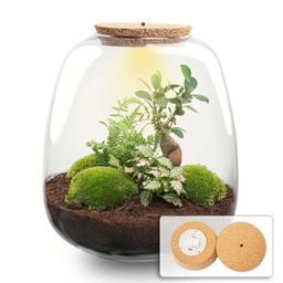 Planten terrarium - Emma - DIY kit - Ø 23 cm - Bonsai Pink (53762)