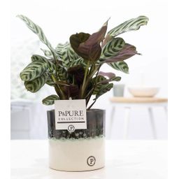 Ctenanthe Burle Marxii In Illusion Cer. (53343)