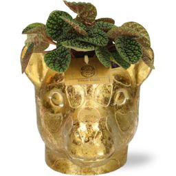Peperomia Green Bubble + Planter Giraf D11/14x11cm - Goud (42524)