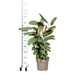 Calathea Oppenheimiana Ø24cm - ↕80 (4250308317034)