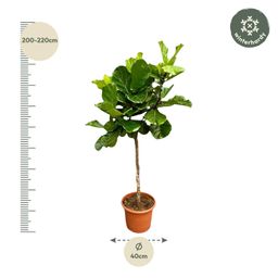 Ficus Lyrata boom XXL - 200 cm - ø40 (8721055693451)