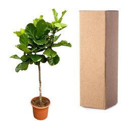 Ficus Lyrata boom XXL - 200 cm - ø40 (8721055693451)
